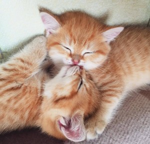 Создать мем: красивые рыжие котята, сладкие котики обнимаются, котики целуются