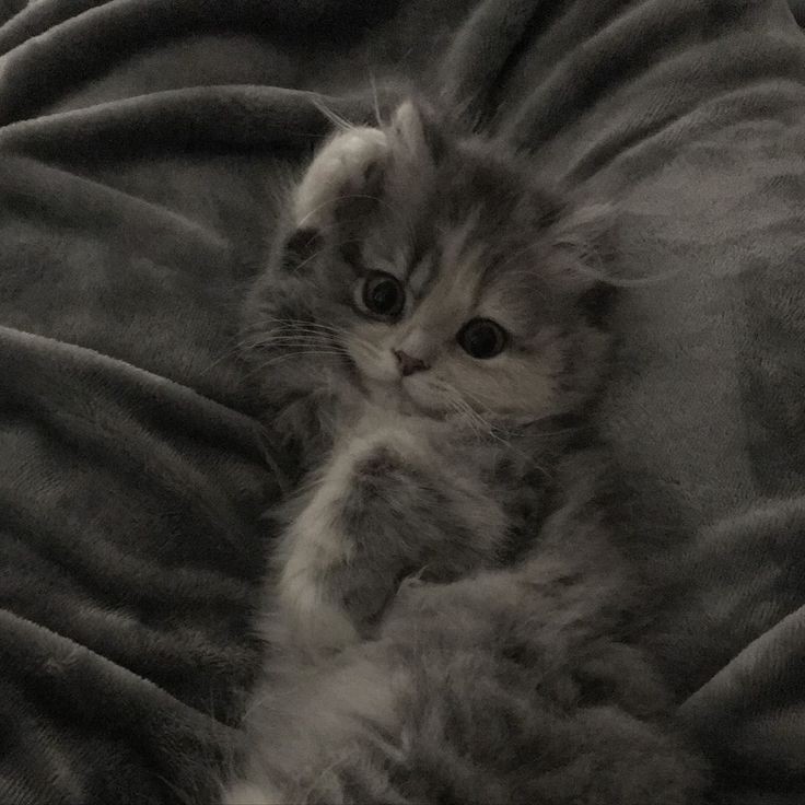 Create meme: adorable kittens, fluffy kittens , grey kitten 