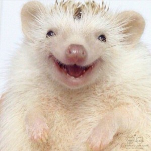 Create meme: happy hedgehog, happy hedgehog