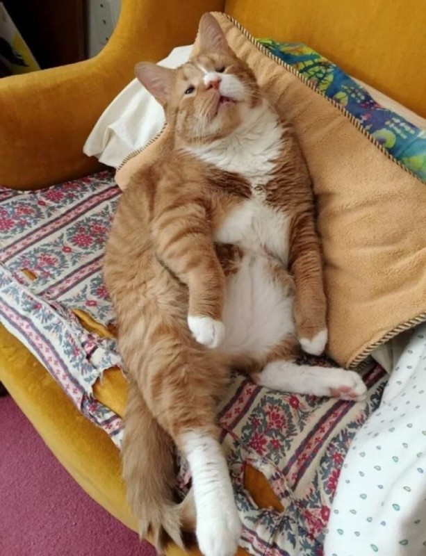 Create meme: lazy cat, a fat lazy cat, lazy cats