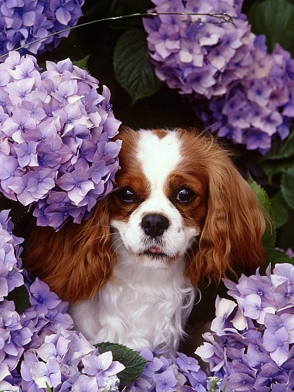 Create meme: the cavalier king Charles Spaniel , king Charles Spaniel, cavalier spaniel