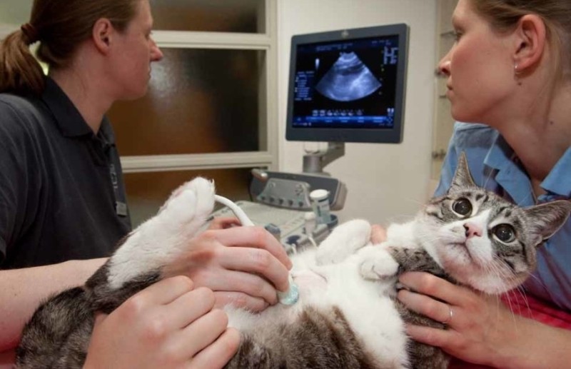 Create meme: ultrasound for a cat, ultrasound of animals, ultrasound of the cat
