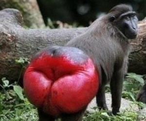 Create meme: krasnozhopye monkey , monkey with red ass