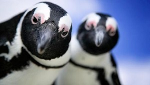 Создать мем: Подозрительные пингвины