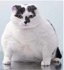 Создать мем: жирный кот, кот пухляш, ожирение у котов