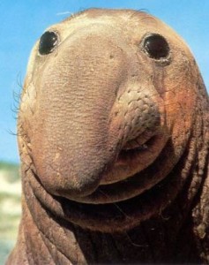Создать мем: тюлень с носом, животные милые, отсталые звереныши (сериал) retarded animal babies 2003-2011