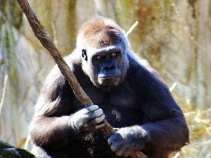 Create meme: a monkey with a stick, gorilla