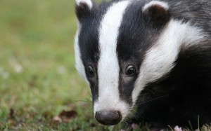 Create meme: European badger, badger