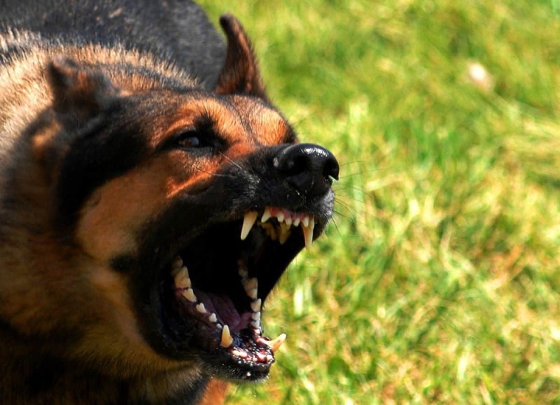 Create meme: angry dog , german shepherd dog is evil, barking dog german shepherd