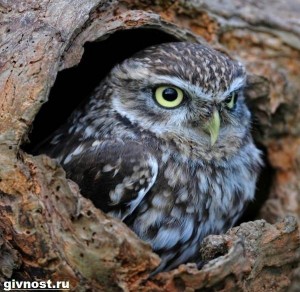 Create meme: owl owl, little owl, the little owl