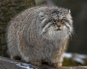 Create meme: cat manul, manul, animal manul