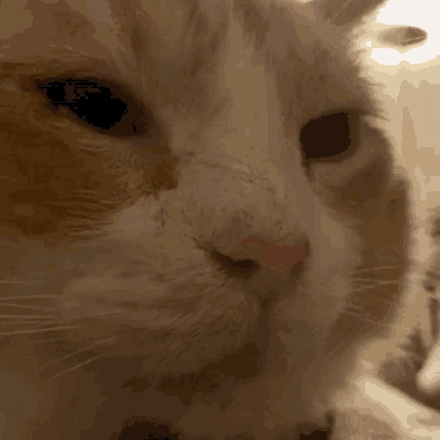 Создать мем: атмта кошка, кот bruh, staring cat
