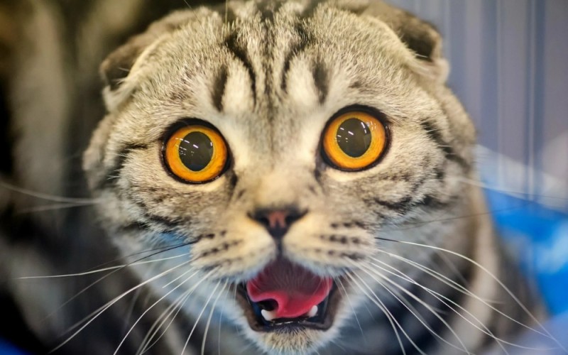 Создать мем: котик в шоке, испуганная кошка, котики смешные