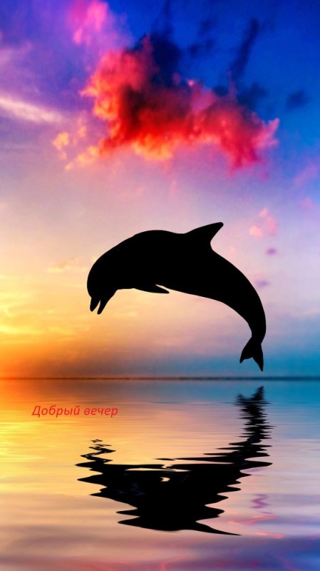 Создать мем: красивый закат, дельфины на закате, море закат дельфины