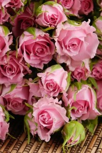 Create meme: flowers roses, pink roses happy birthday pictures, beautiful roses