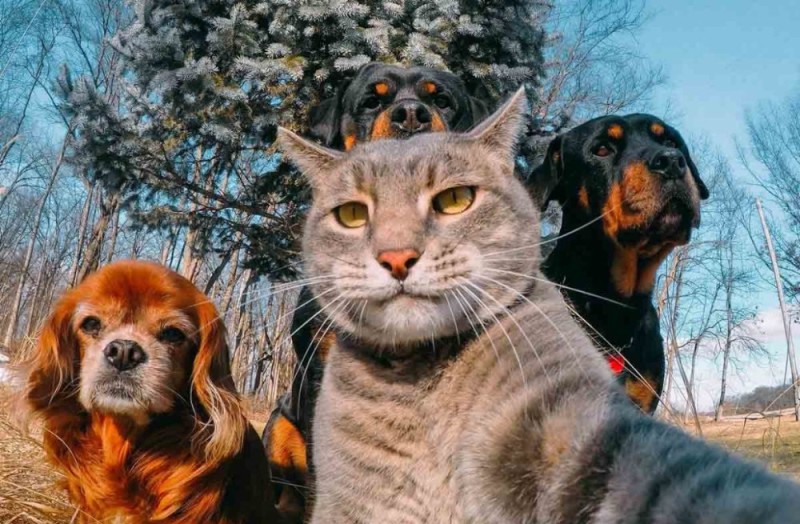 Create meme: selfie cat, cat selfie with the dogs, selfie of a cat with dogs