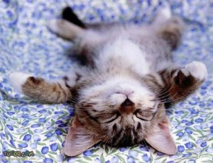 Create meme: funny pictures of sleeping, cat, pictures about dream