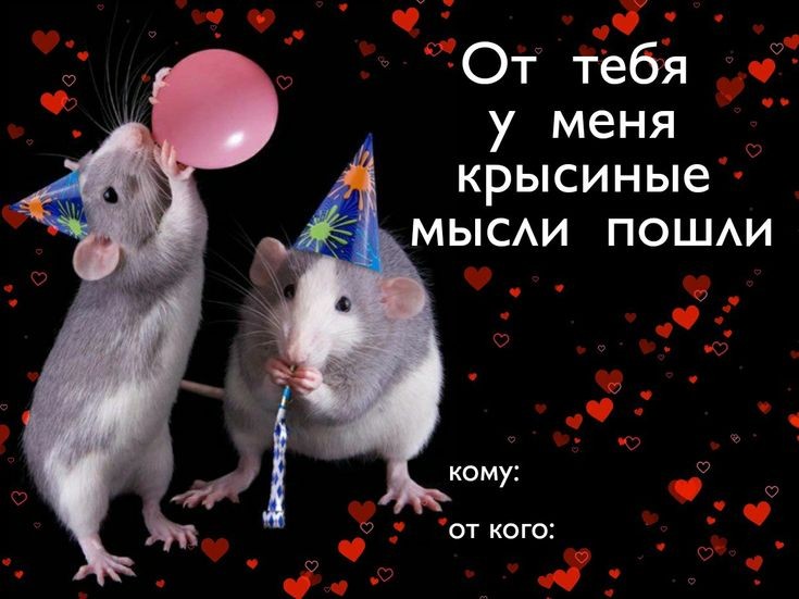 Создать мем: крысы подружки, красивые крысы, крыски подружки