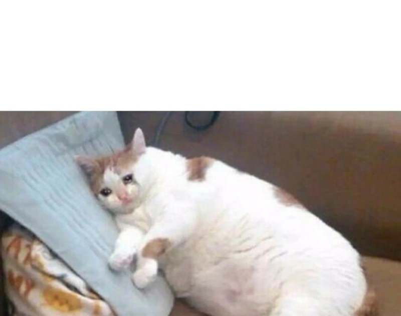 Create meme: fat cat meme, fat cat , fat cat meme