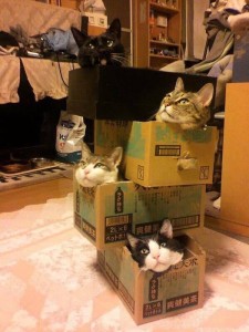 Create meme: cat in a cardboard box