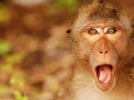 Create meme: monkey , monkey face, the surprised monkey