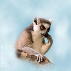 Create meme: animals, uzbagoysya, lemur