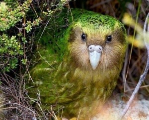 Create meme: bird kakapo
