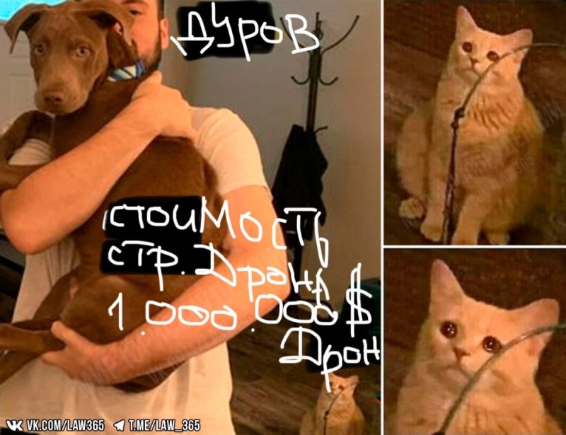 Создать мем: кошка, кот и кошка мем, мемы с котами