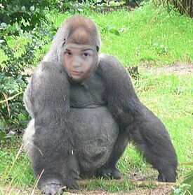 Создать мем: горилла горилла горилла, коко горилла, самец гориллы