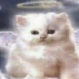 Create meme: Persian cat, Persian kittens, fluffy kittens