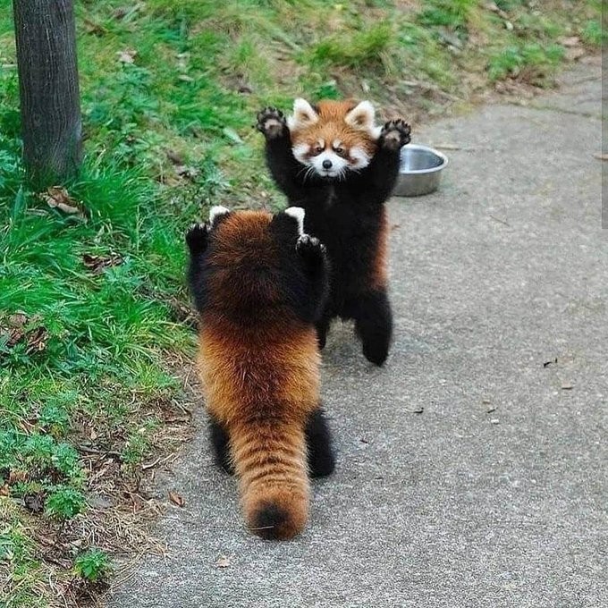 Create meme: animal red panda, red raccoon panda, small Panda on his hind legs