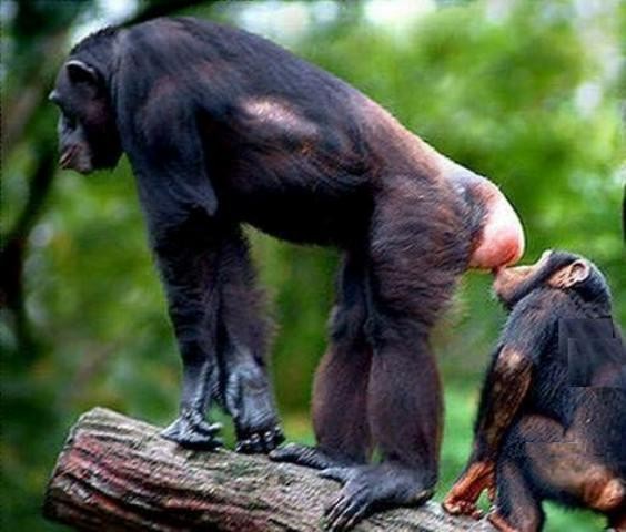 Создать мем: шимпанзе обыкновенный, горилла самка, шимпанзе