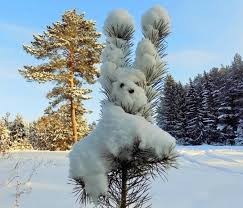 Создать мем: снежный заяц, природа, пушистая зима