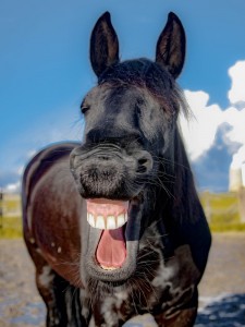 Create meme: horse, photo horse laughs, the horse neighs