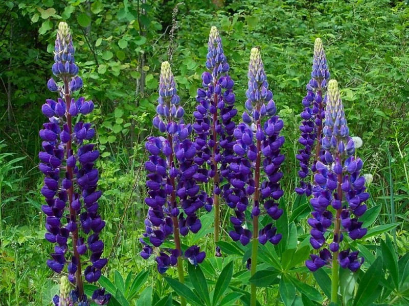 Create meme: lupin flower, lupin plant, lupin purple