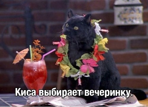 Создать мем: кот, кот салем вечеринка, салем кот