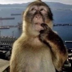 Создать мем: обезьяна смешная, обезьяна обезьяна, фотография обезьяны