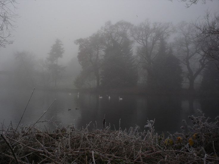Create meme: misty, the landscape is gloomy, lake in the fog