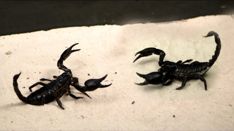 Create meme: Scorpio, black scorpion, scorpio and scorpio