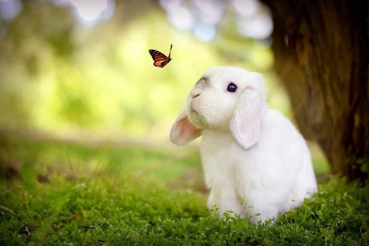 Создать мем: милые кролики, кролик белый, красивые кролики