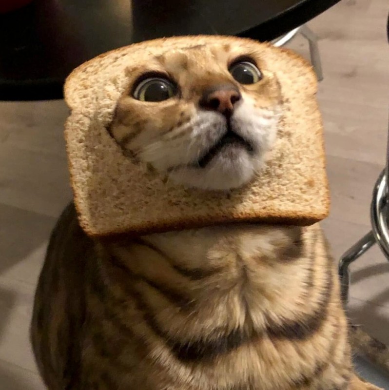 Создать мем: кот бутерброд, кот в буханке хлеба, котик в хлебушке милый