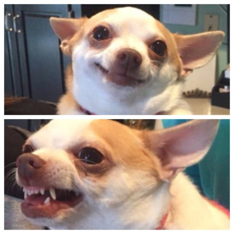 Create meme: chihua Hua meme, Chihuahua funny, evil Chihuahua meme