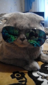 Create meme: glasses, cool cat with glasses, Cat
