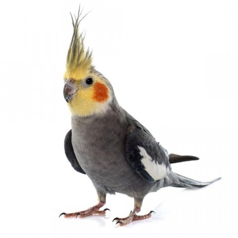 Create meme: Corella parrot breeds, bird Corella, Corella