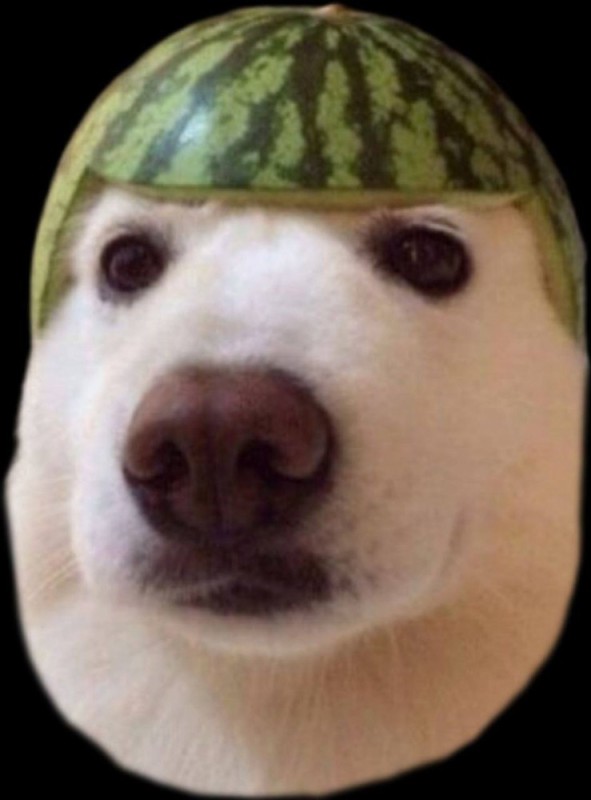Создать мем: собака рофл, собака, собака в шлеме из арбуза