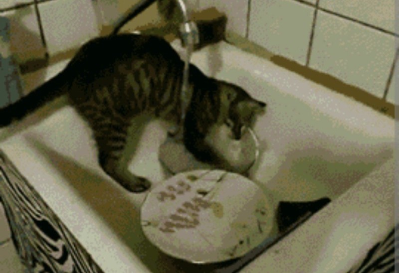 Создать мем: коты приколы, моющий посуду котик, котик моет посуду