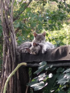 Создать мем: кот, котейка, коты