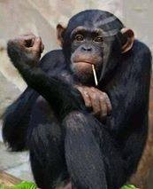 Создать мем: обыкновенный шимпанзе, самец шимпанзе, шимпанзе смешные