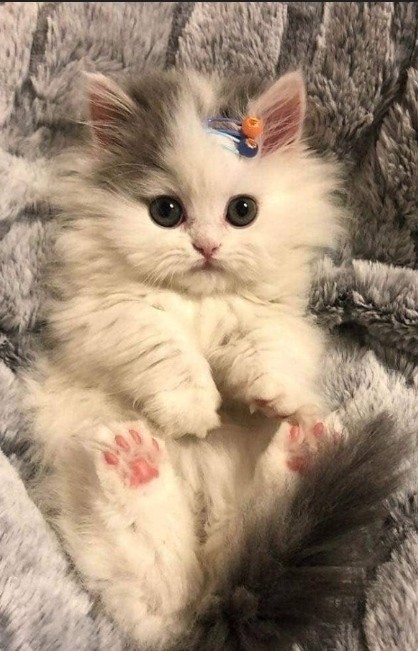 Create meme: cute cats , very cute kittens , cute fluffy kittens