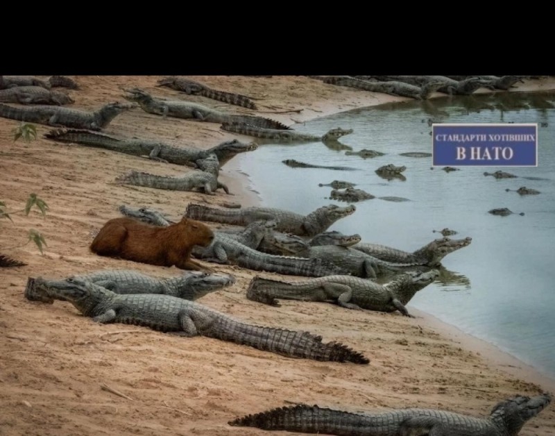 Create meme: crocodile beech, vietnam crocodile farm, crocodile farm in Vietnam